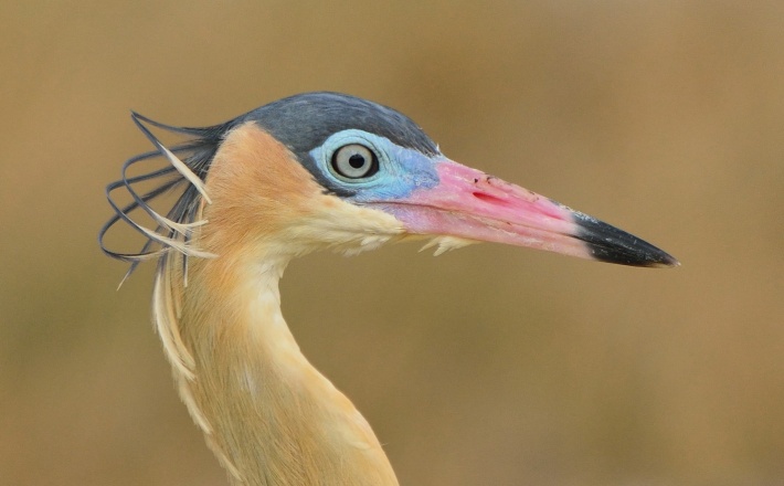 Aruba's Beautiful Birds
