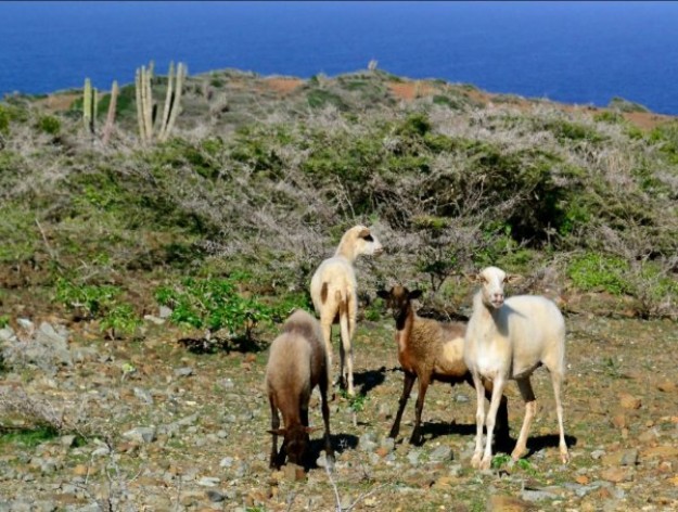 Nationaal Park van Aruba - Arikok