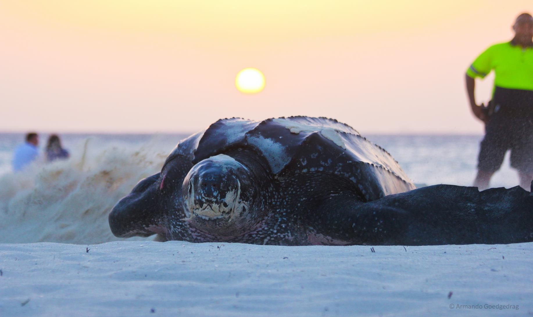 Repeat Guests of Aruba for thousands of years...