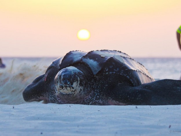 Al duizenden jaren een vaste repeater op Aruba...