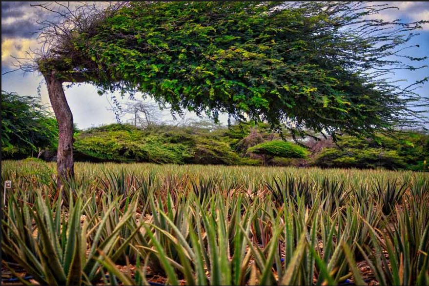 Uniquely Aruba - Aruba Aloe