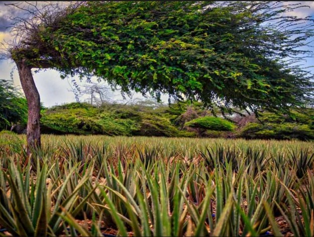 Aruba Aloe