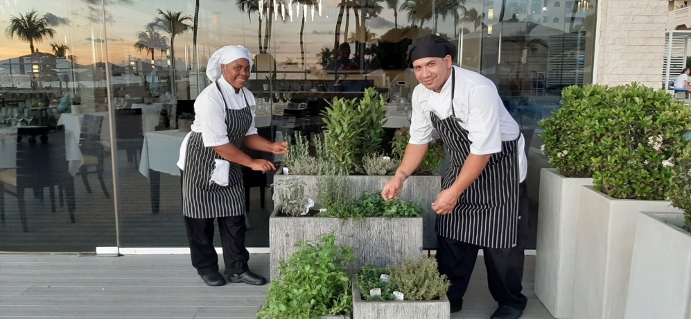 Fresh herb garden