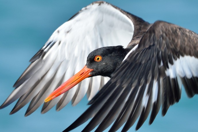 American Oystercatcher