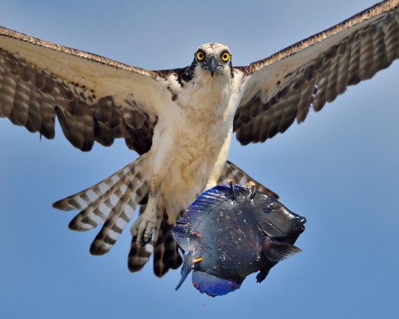 Osprey with catch