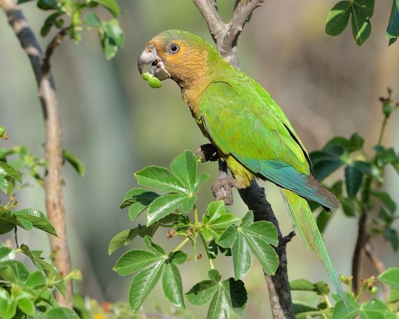 Brown Throated Parakeet