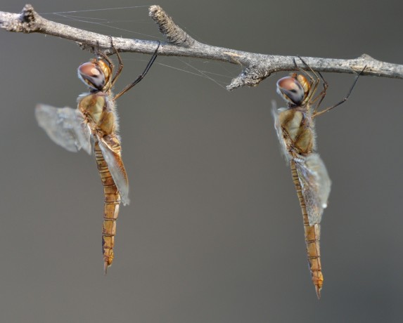 Wandering Glider Dragonfly