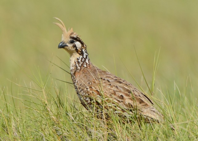 Crested Bobwhite