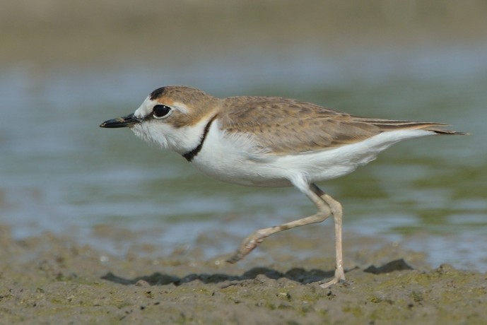 Collared Plover