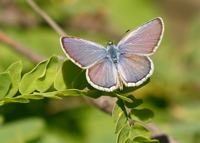 Pygmy Blue