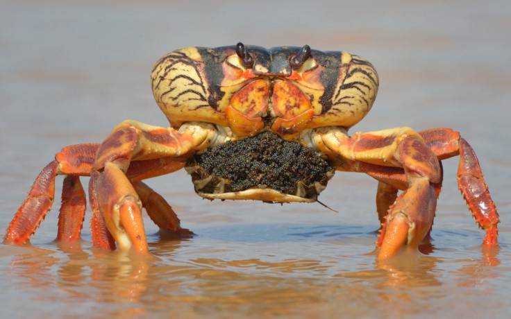 Blue Crabs protect our mangroves