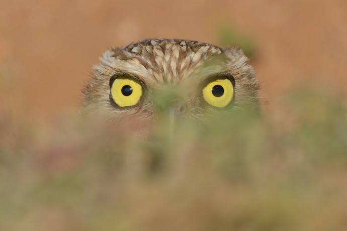 'Shoco" Burrowing Owl