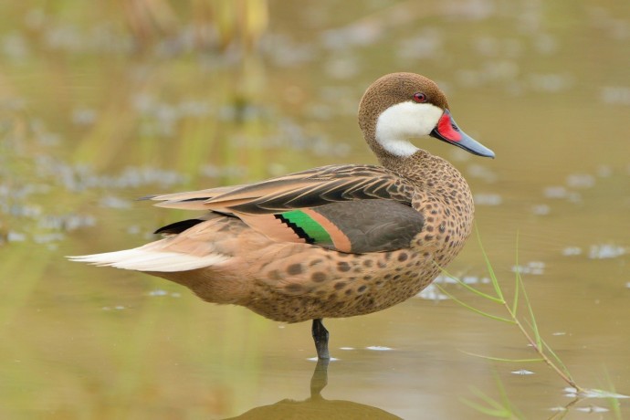 White Cheeked Pintail