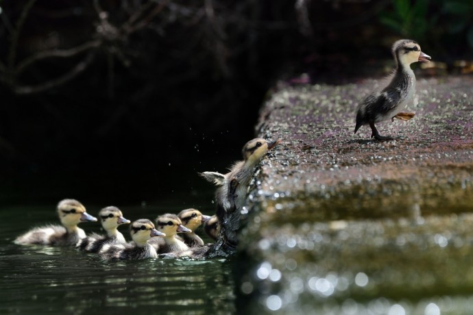 White Cheeked Pintails