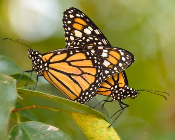 Monarch Butterflies - Central America route