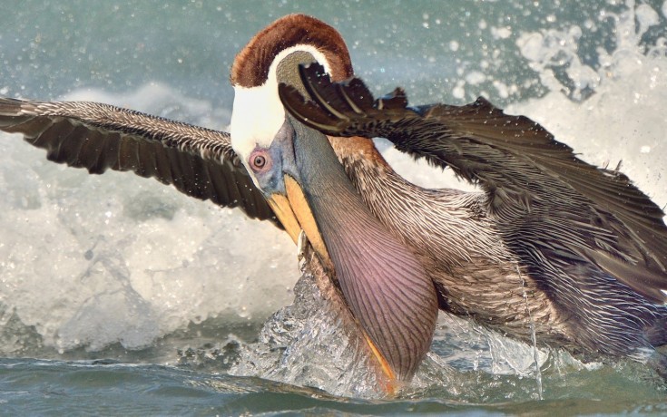 Brown Pelican