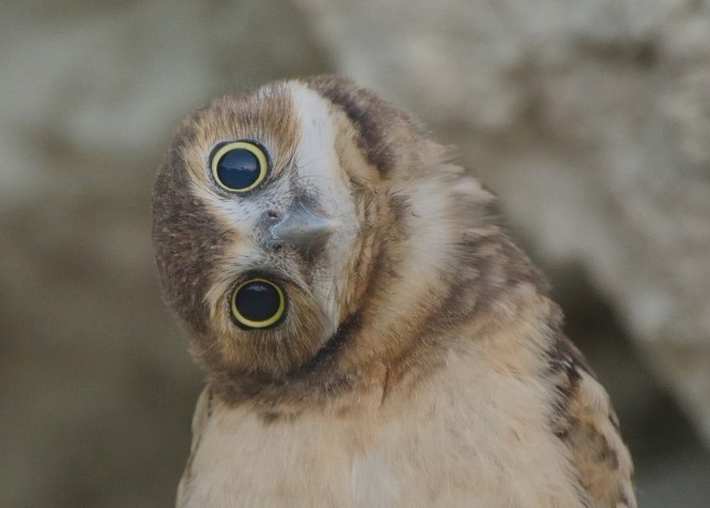 Burrowing Owl "Shoco"