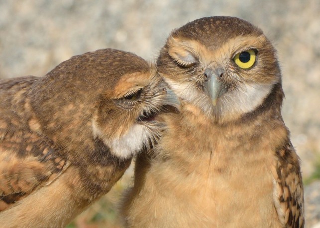 Burrowing Owl "Shoco"