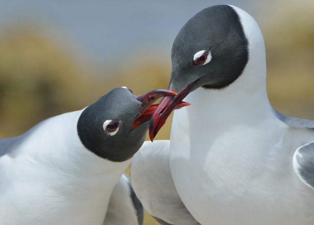 Laughing Gull