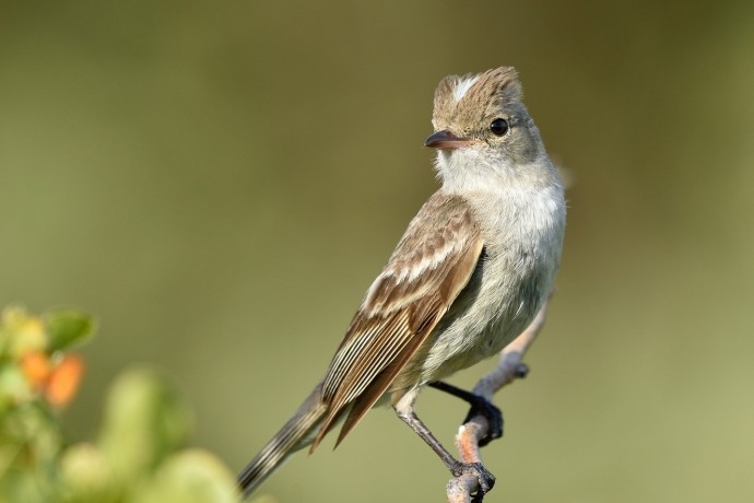 Caribbean Elaenia