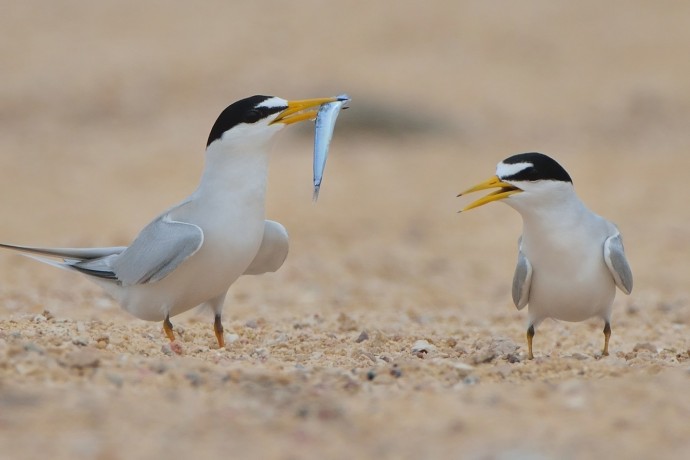 Least Tern