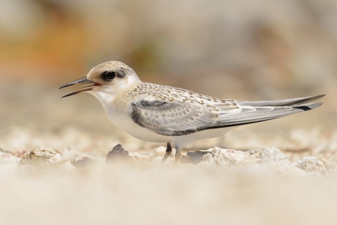 Least Tern