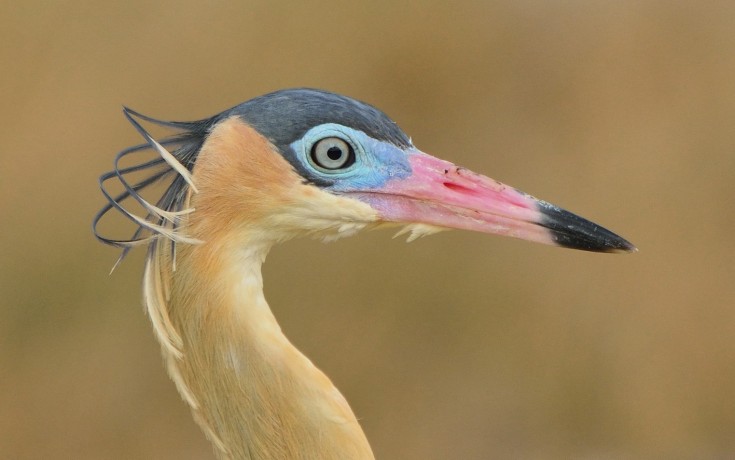 Whistling Heron