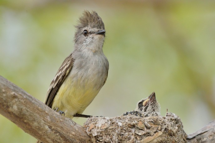 Northern Scrub Flycatcher