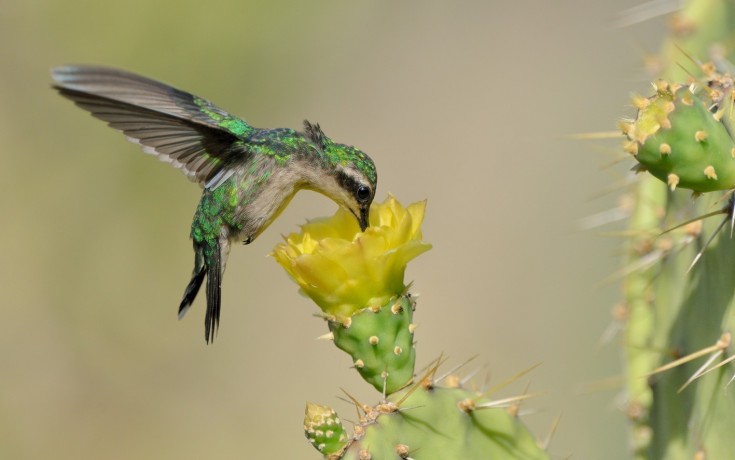 Blue Tailed Emerald