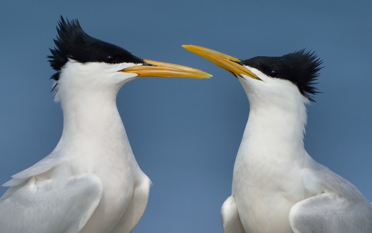 Cayenne Tern