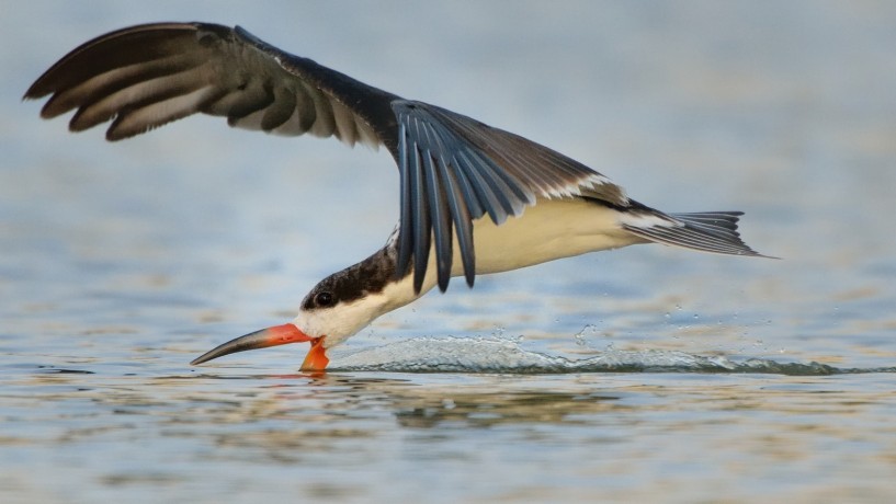 Black Skimmer