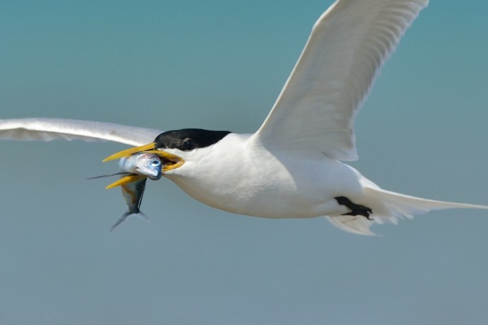 Cayennee Tern