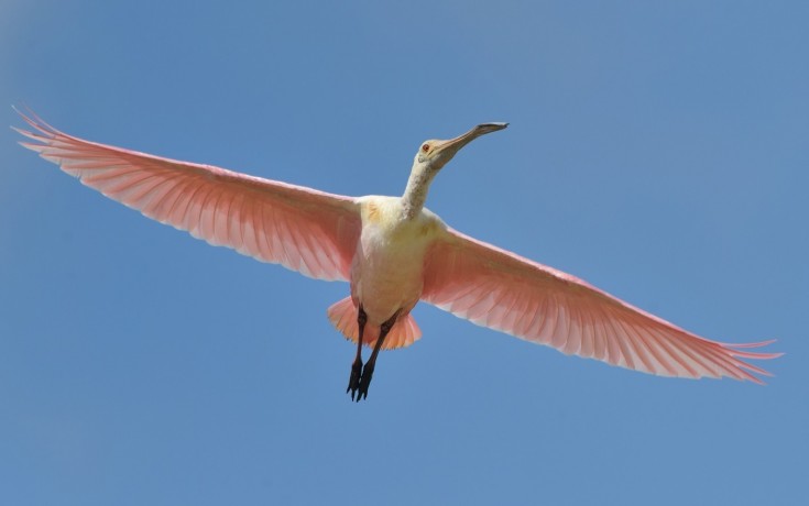 Roseate Spoonbill