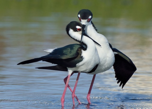 Black Necked Stilt