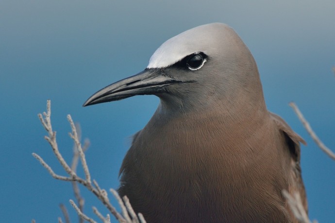 Brown Noddy