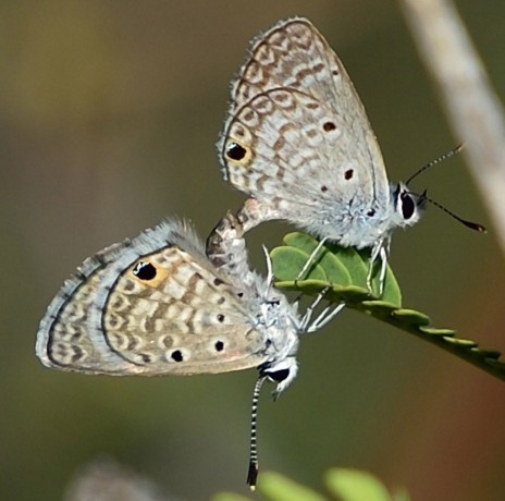 Hanno Blue Butterflies