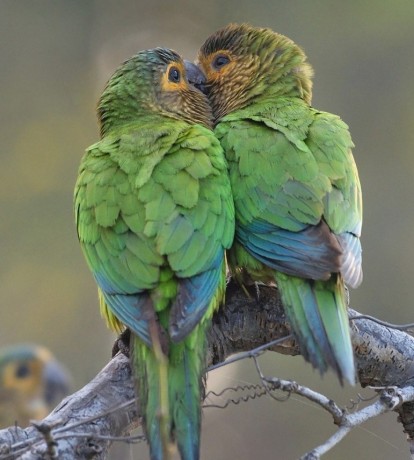 Brown throated parakeet