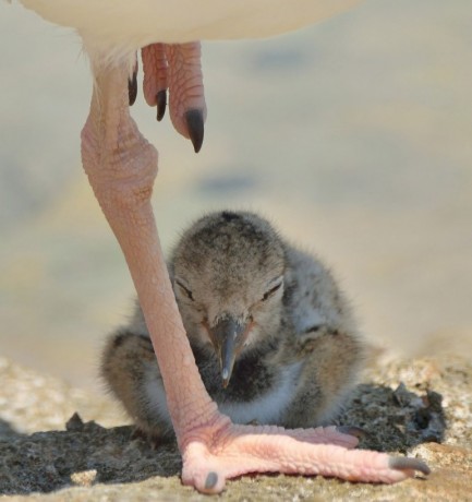 American Oystercatcher fledgling