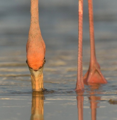 American Flamingo