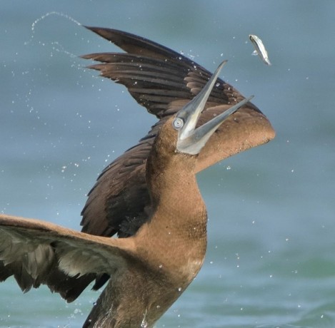 Brown Booby