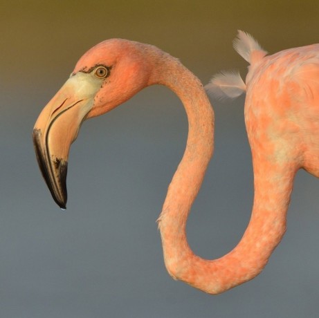 American Flamingo