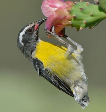 Bananaquit