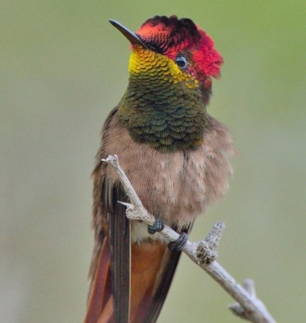 Ruby Topaz Hummingbird (3.3 inches)