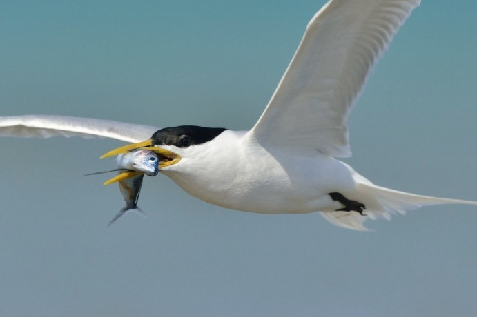 Cayenne Tern