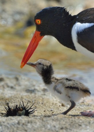 American Oystercatcher with fledgling