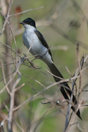 Fork Tailed Flycatcher