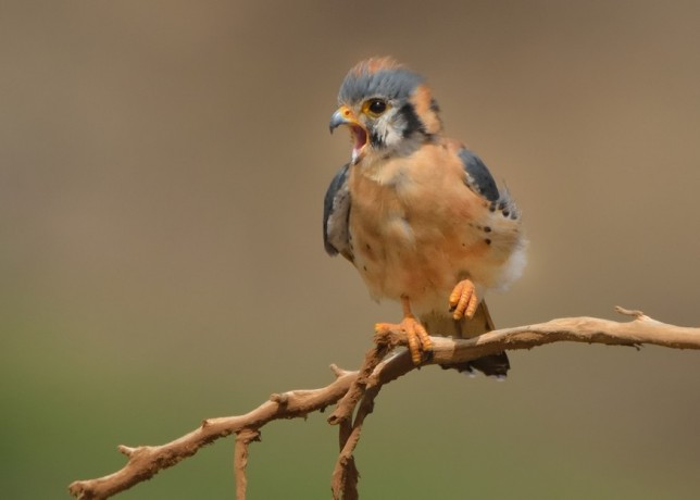 American Kestrel