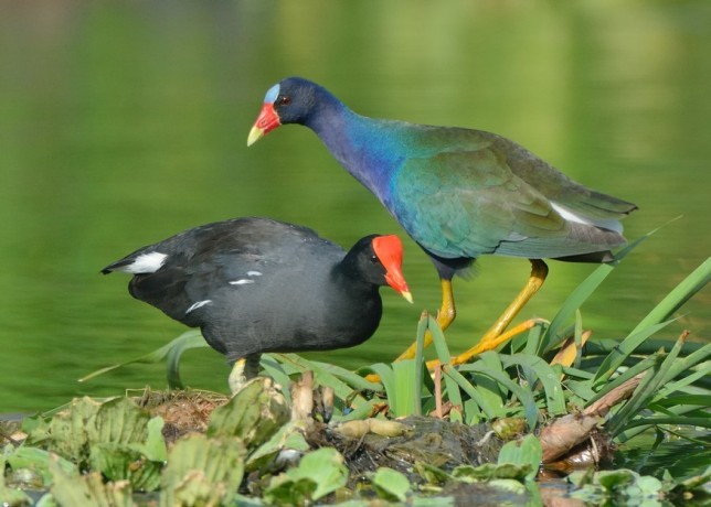 Purple Gallinule and Common Gallinule