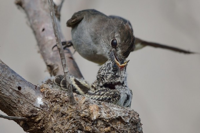 Northern Scrub Flycatcher