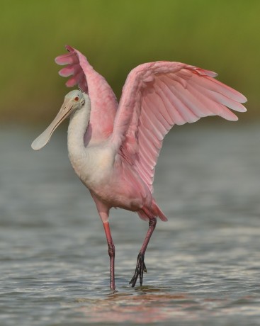 Roseate Spoonbill